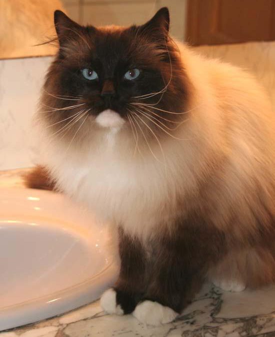 Brugidolls Baitikiri