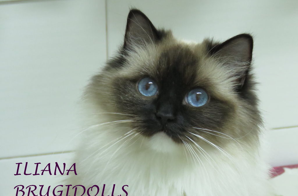 Iliana De Kind of Magic